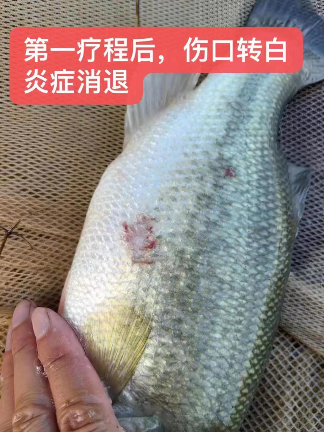 水產(chǎn)養(yǎng)殖納米銀抗菌水溶液實用反饋，效果明顯！